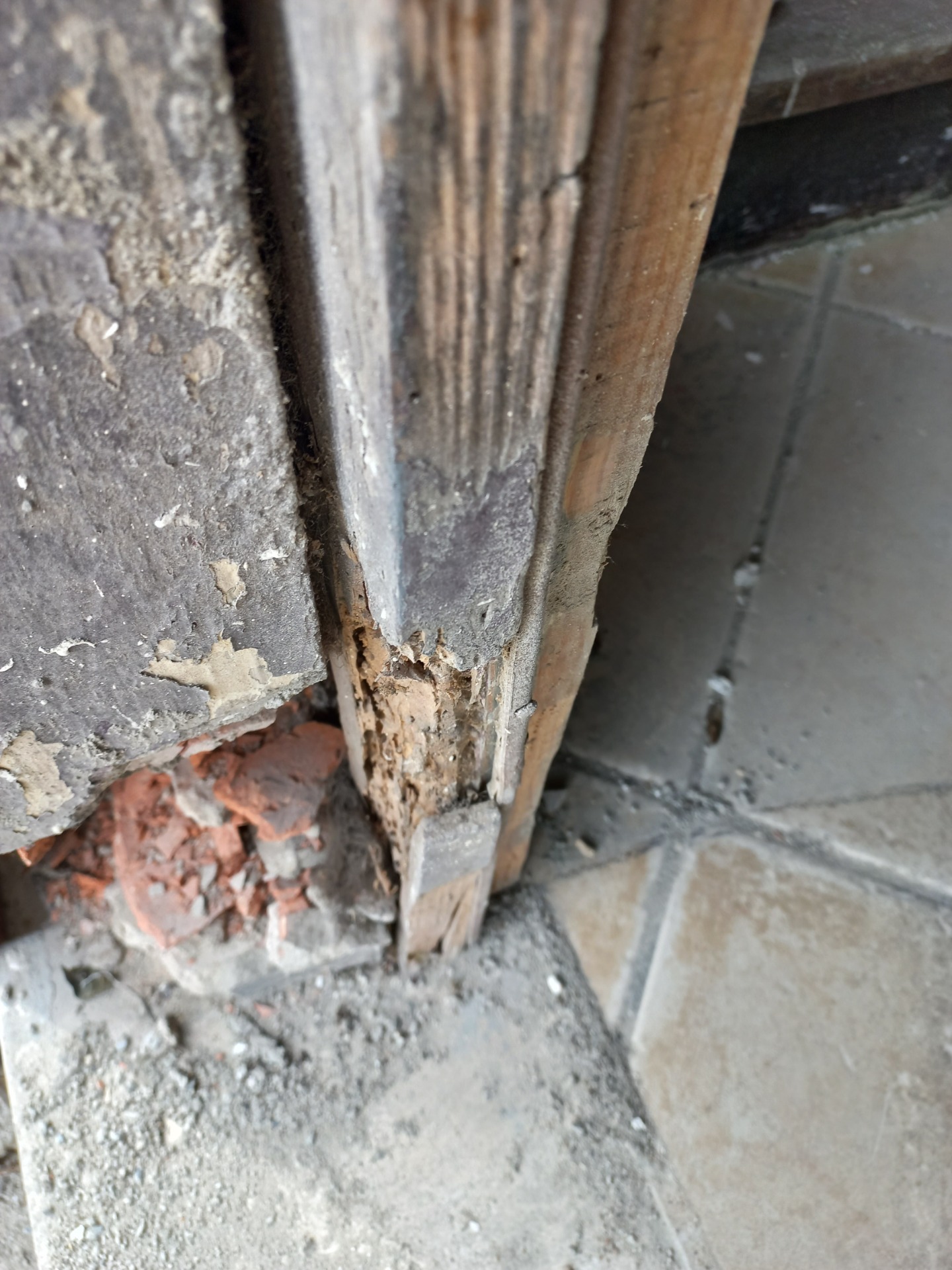 Xylophages (termites) PESSAC